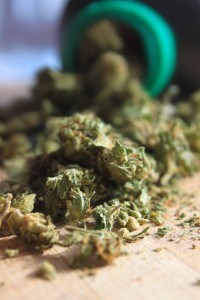 Pre-employment screening tests indicate higher levels of marijuana use